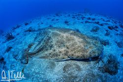 Angel shark. Picture taken in Arinaga, Gran Canaria, Cana... by Arthur Telle Thiemann 